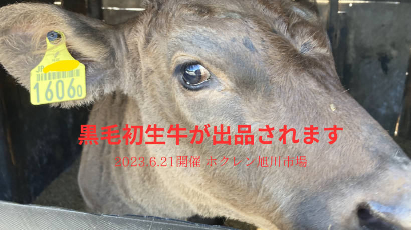 2023.6.21開催のホクレン旭川市場へ黒毛初生牛が出品されます