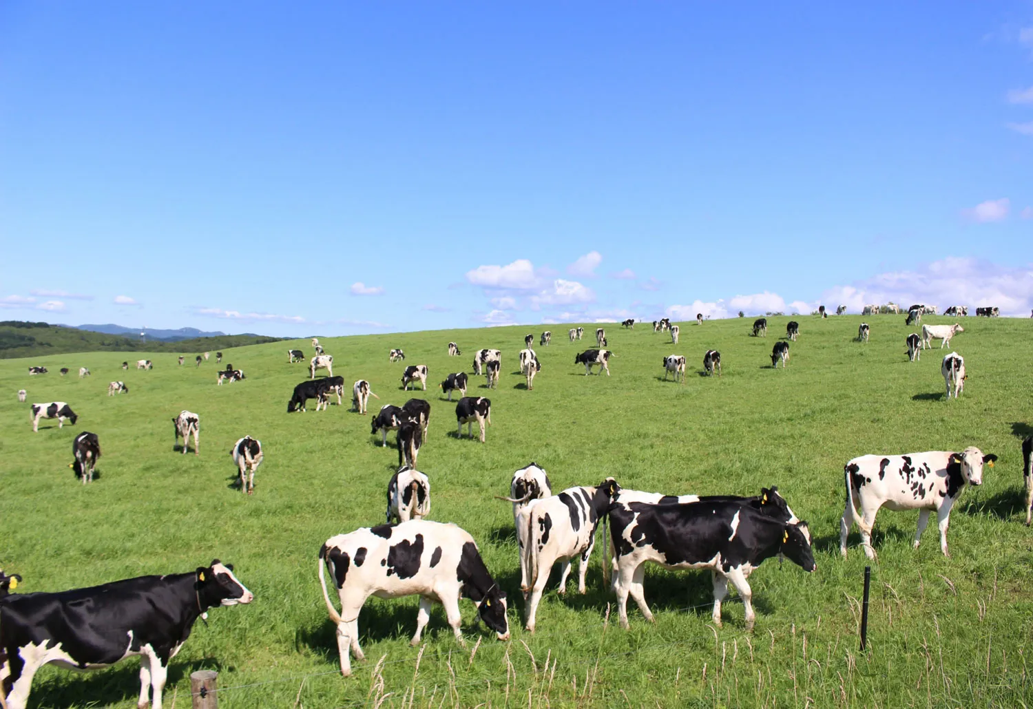 酪農の仕事を1日体験 これを読めば 酪農に向いているかがわかる 酪農転職 酪農転職 田舎暮らし情報のnobels Wave 酪農の仕事を1日体験 これを読めば 酪農に向いているかがわかる 酪農転職 酪農転職 田舎暮らし情報のnobels Wave
