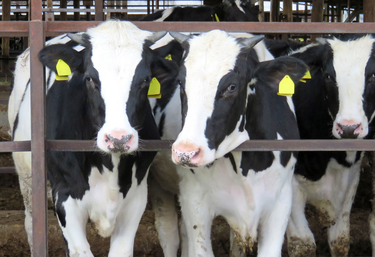 酪農牧場でみかける牛の個体識別番号、耳標はなんのためについているの？