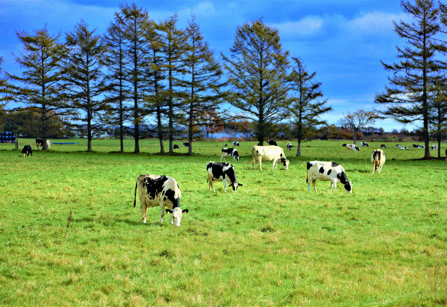 放牧酪農をキホンからおさらい！酪農家の持続可能な取り組みについて語ります！