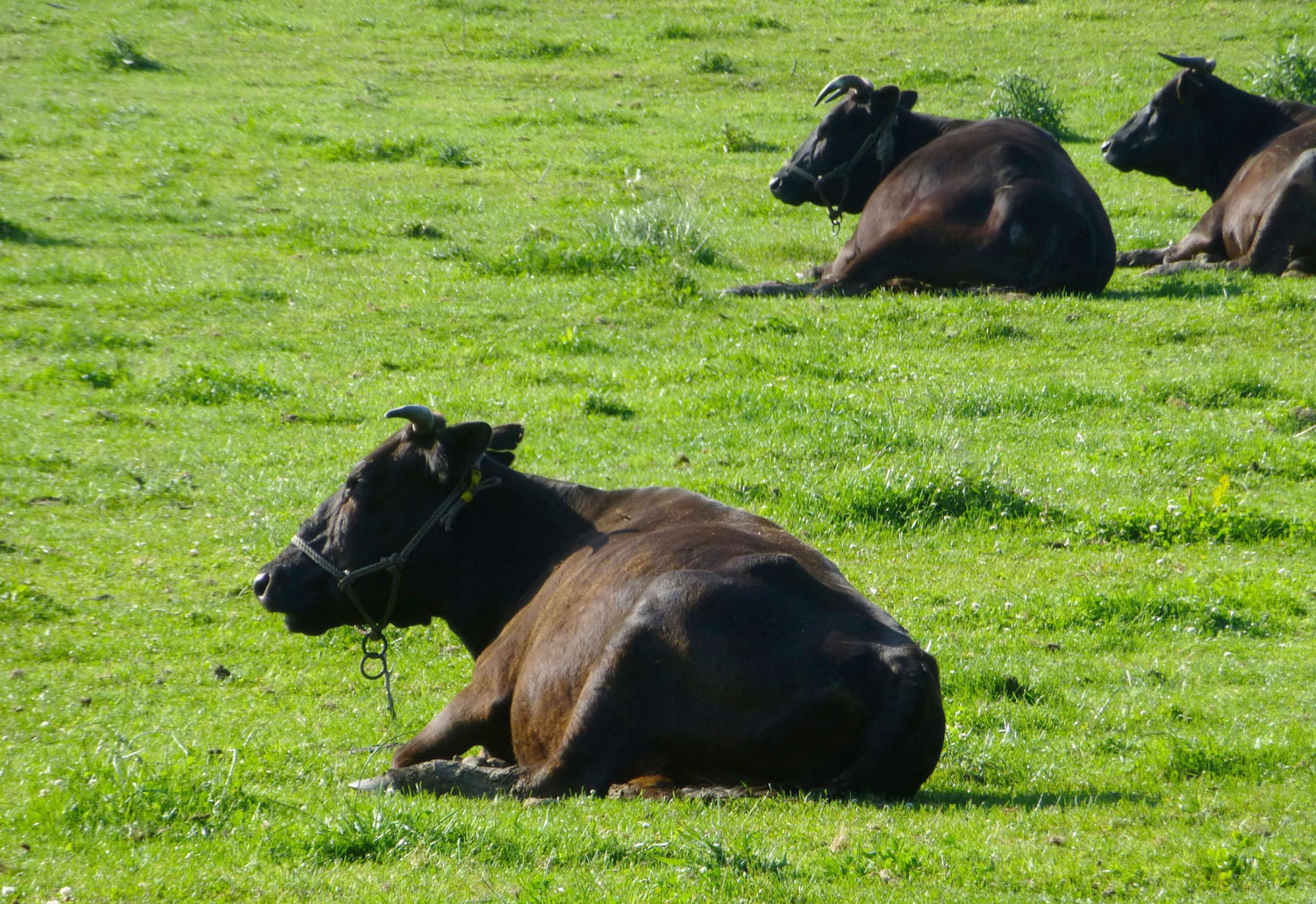 【肉牛の話①】肉牛生産の流れを徹底解説！これで肉牛牧場の知識もバッチリです。