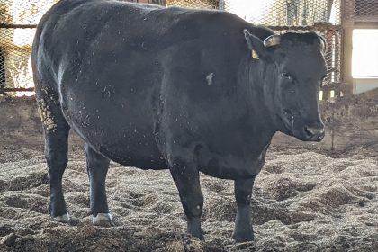 肉牛牧場スタッフ（肥育／交雑牛）※上士幌町勤務