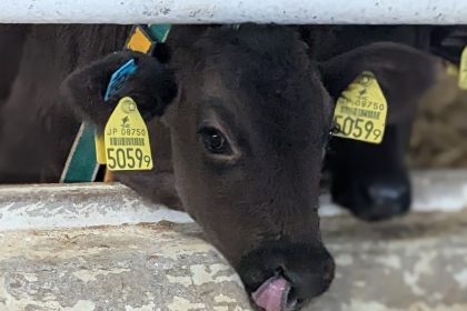 肉牛牧場スタッフ（子牛育成）※十勝管内拠点