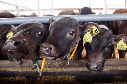 畜産・酪農スタッフ（2027年新卒入社）