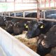 ノベルズ音更牧場、肉牛生産における温室効果ガス削減に向けた実証事業に協力