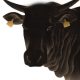 和牛ブランド「玆」を発表　～9月5日、食肉市場上場分から新ブランドでの出荷・販売開始