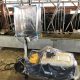 【ノベルズ音更牧場が協力】肉牛の消化管内発酵由来のメタン測定試験開始～温室効果ガス削減に向けて